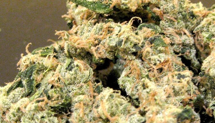 Sativa Strains